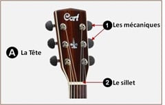 Anatomie guitare accoustique-tête